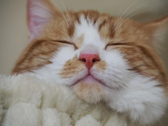 チャッピー